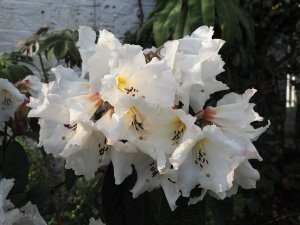 Rhododendron nuttallii x Rhododendron edgeworthii