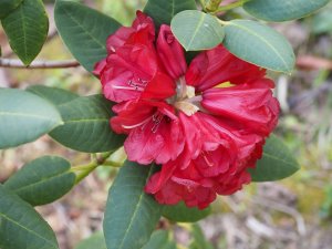 Rhododendron mengtszense aff