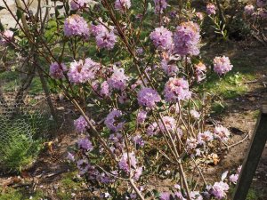 Rhododendron xiaoxidongese