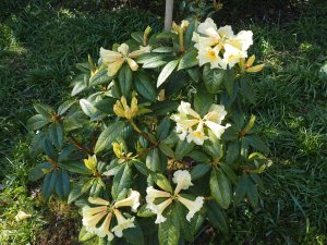 Rhododendron ‘Floral Sun’