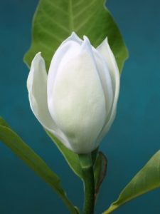 Magnolia x wieseneri ‘Aashild Kalleberg’