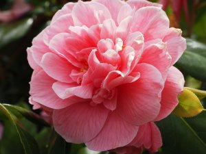 Camellia ‘Cecille Brunazzi’