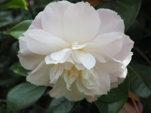 Camellia ‘Julia Hamiter’