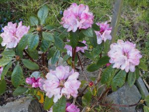 Rhododendron wallichii