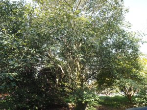 Quercus lamellosa