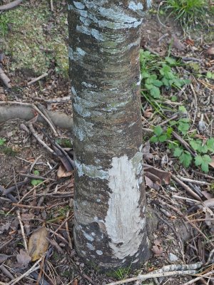 Castanopsis concolor