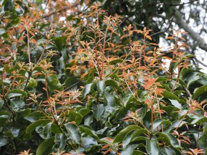 Lithocarpus hancei