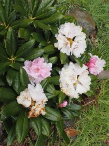 Rhododendron degronianum hept. ‘Oki Koki’