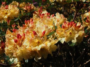 Rhododendron ‘Goldsworth’s Yellow’