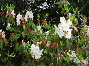 Rhododendron griffithianum