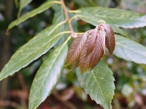 Quercus monimotricha