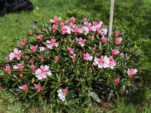 Rhododendron yakusimanum ‘Koichiro Wada’
