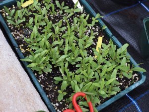 Embothrium lanceolatum seedlings