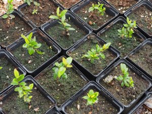 Luma apiculata self-sown seedlings
