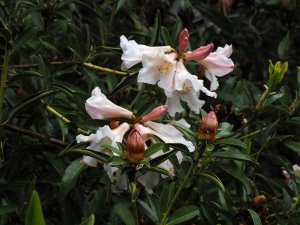 Rhododendron polyandrum