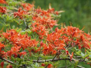 Rhododendron (Azalea) prunifolium
