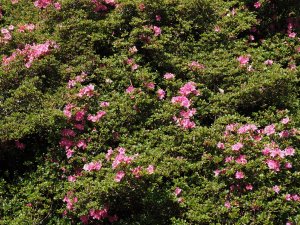 Rhododendron (Azalea) kiusianum