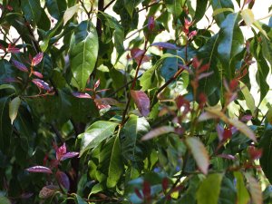Huodendron biaristratum