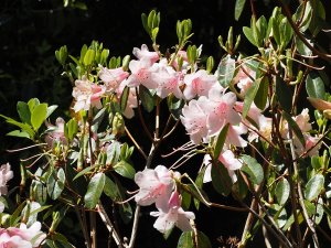 Rhododendron ‘Penvose’
