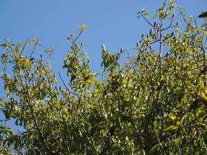 Magnolia (Manglietia) insignis