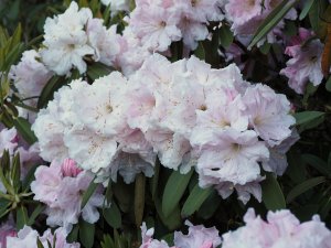 Rhododendron decorum seedlings