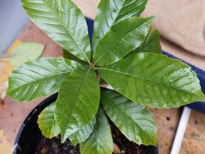Lithocarpus quercifoleia