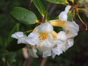 Rhododendron royalei hybrid