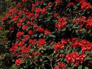 Rhododendron ‘Tally Hoo Group’