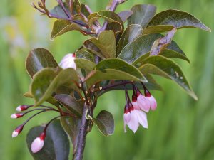 Styrax japonicus ‘Pink Snowbell’
