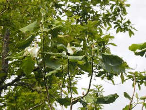 Magnolia dealbatas