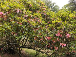 Rhododendron ‘Royal Flush’