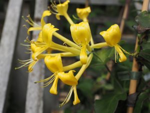 Lonicera tragophylla ‘Maurice Foster’