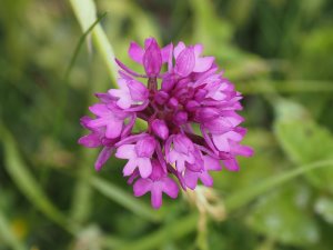 pyramid orchids