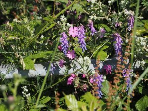 Tufted vetch and red campion 