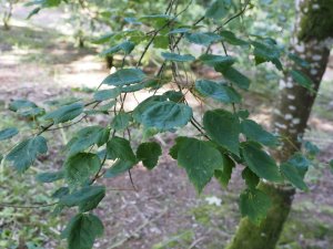 Acer pyrianthum