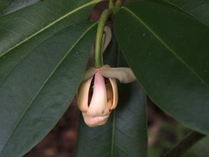 Magnolia conifera var. chingii