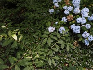 Orixa japonica and Hydrangea ‘Joseph Banks’