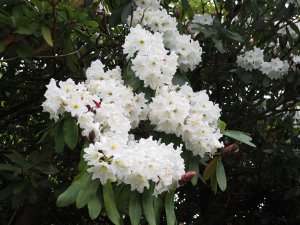 Rhododendron ‘Polar Bear’ seedlings