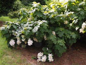 Hydrangea quercifolia ‘Burgundy’