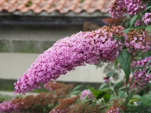 Buddleia ‘Pink Delight’