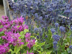 Monarda ‘Knight Violet’ and Eryngium planum ‘Magical Purple Falls’