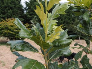 Quercus bushii ‘Seattle Trident’