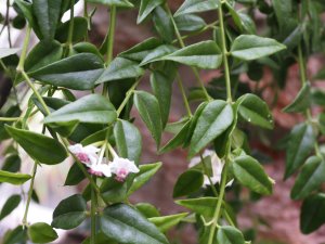 Hoya lanceolata subsp. bella