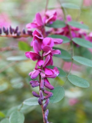 Indigofera howellii ‘Reginald Cory’