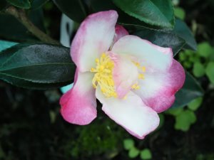 Camellia sasanqua ‘Rainbow’