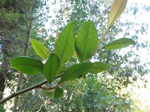 Magnolia megaphylla