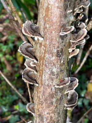 Trametes versicolor