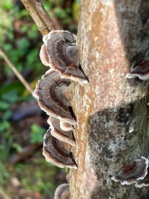 Trametes versicolor