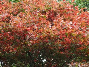 Acer palmatum ‘Chisio’