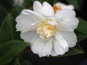Camellia ‘Winter’s Dream’